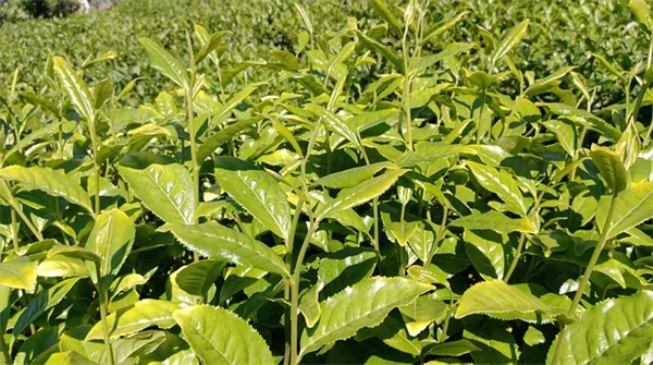 【実体験】植物の間隔は本当に守るべき？密植のコツと失敗回避法