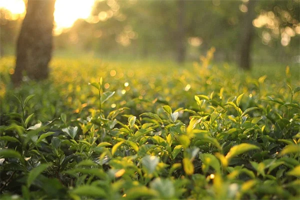 夏に宿根植物を分ける方法と注意点｜メリット・リスクを解説