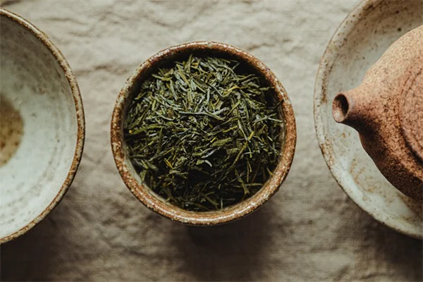 蜘蛛植物を茂らせる7つの簡単な方法