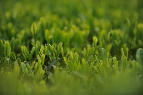 秋の芝生肥料はいつ？間違えると逆効果になる理由と解決法