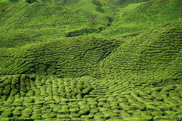 日当たりの良い場所で虫除け効果を最大化する植物の選び方